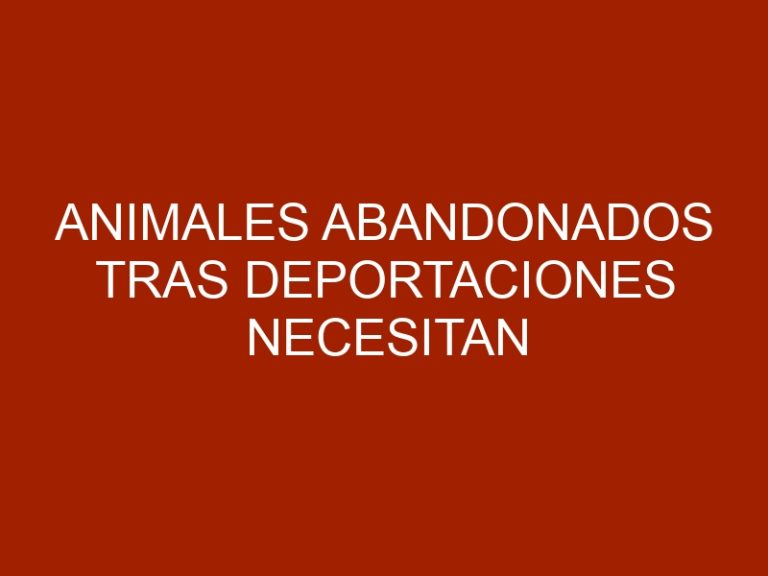 Animales abandonados tras deportaciones necesitan ayuda (+FOTOS)