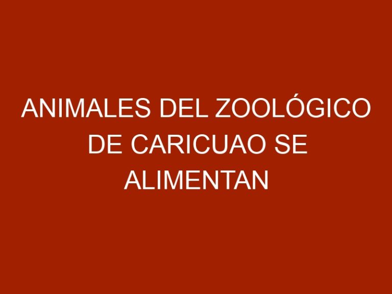 Animales del zoológico de Caricuao se alimentan de auyama y mango