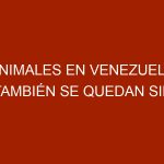 Animales en Venezuela también se quedan sin medicinas