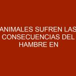 Animales sufren las consecuencias del hambre en Venezuela