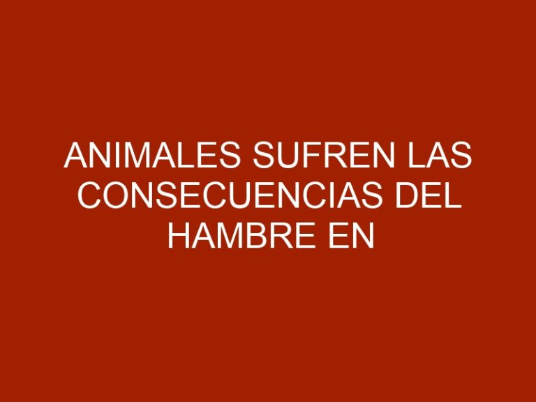 Animales sufren las consecuencias del hambre en Venezuela