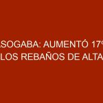 Asogaba: Aumentó 17% los rebaños de alta genética en Barinas