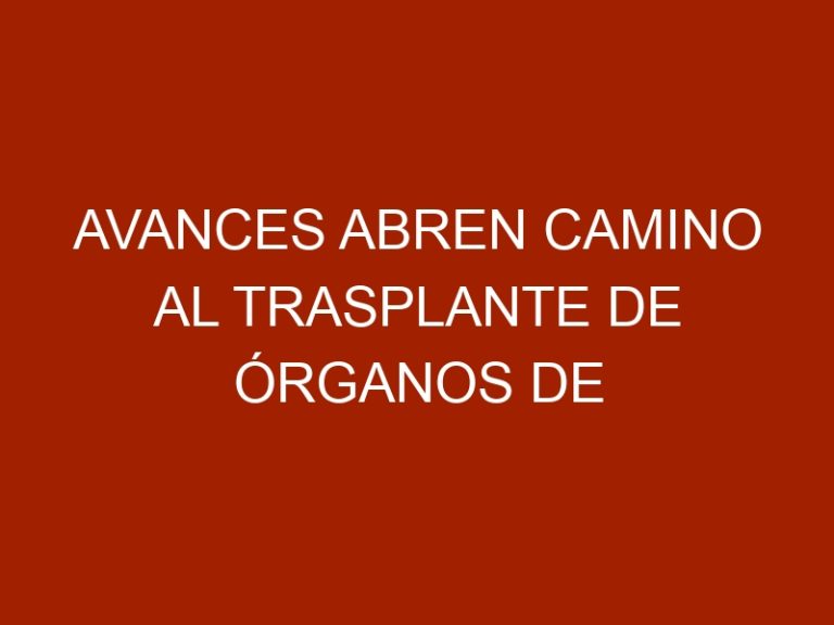 Avances abren camino al trasplante de órganos de cerdos en humanos