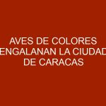 Aves de colores engalanan la ciudad de Caracas