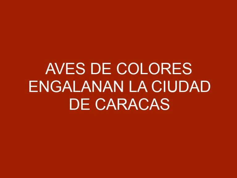 Aves de colores engalanan la ciudad de Caracas