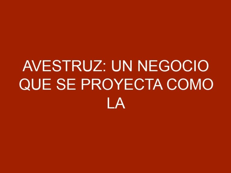 Avestruz: un negocio que se proyecta como la ganadería del futuro en Colombia