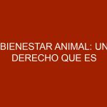 Bienestar Animal: Un Derecho que es Responsabilidad del Hombre