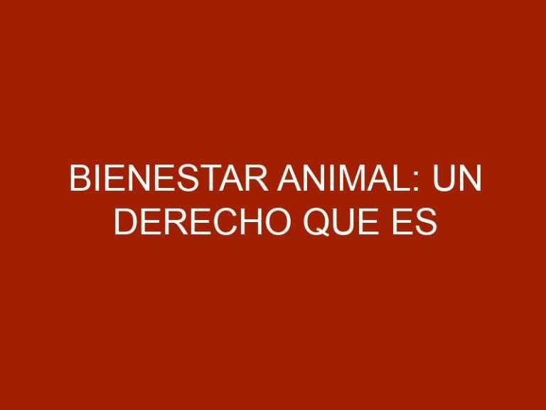 Bienestar Animal: Un Derecho que es Responsabilidad del Hombre