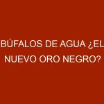 Búfalos de agua ¿el nuevo oro negro?