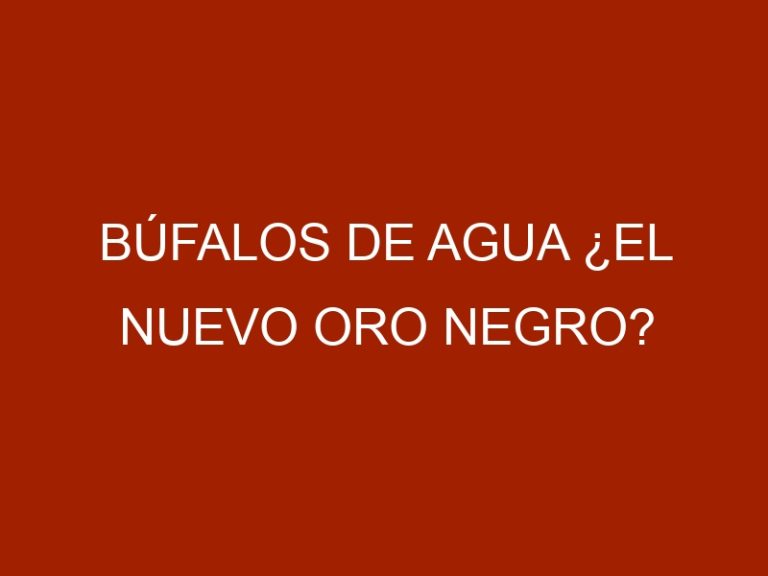 Búfalos de agua ¿el nuevo oro negro?