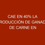Cae en 40% la producción de ganado de carne en el estado Lara