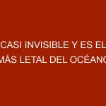 Casi invisible y es el más letal del océano, pez piedra