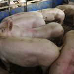 Peste porcina africana sacude a España: gobierno crea comité científico urgente y Cataluña extiende prohibiciones sanitarias