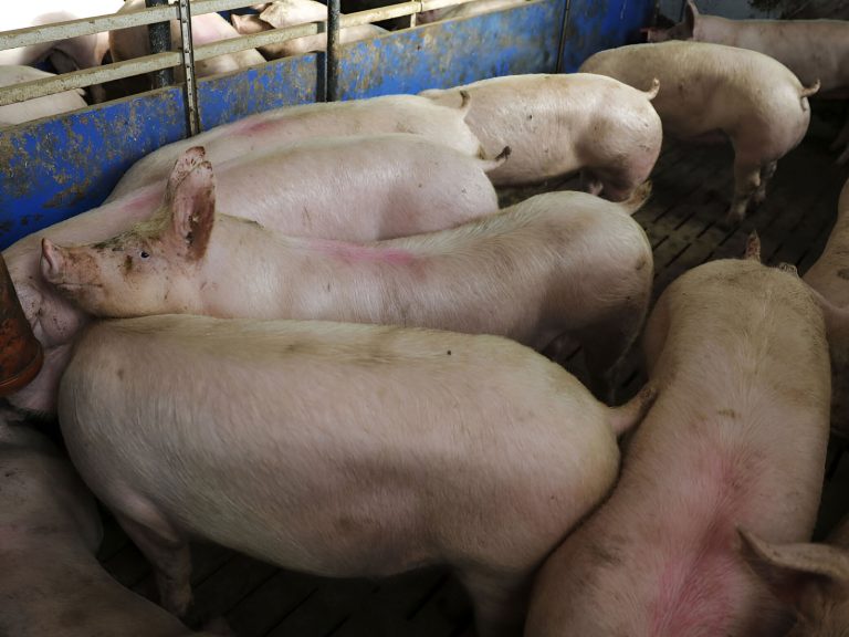 Peste porcina africana sacude a España: gobierno crea comité científico urgente y Cataluña extiende prohibiciones sanitarias