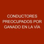Conductores preocupados por ganado en la vía Anaco – Santa Ana