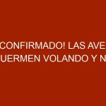 ¡Confirmado! Las aves duermen volando y no pierden la ruta