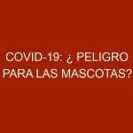 COVID-19: ¿ Peligro para las Mascotas?