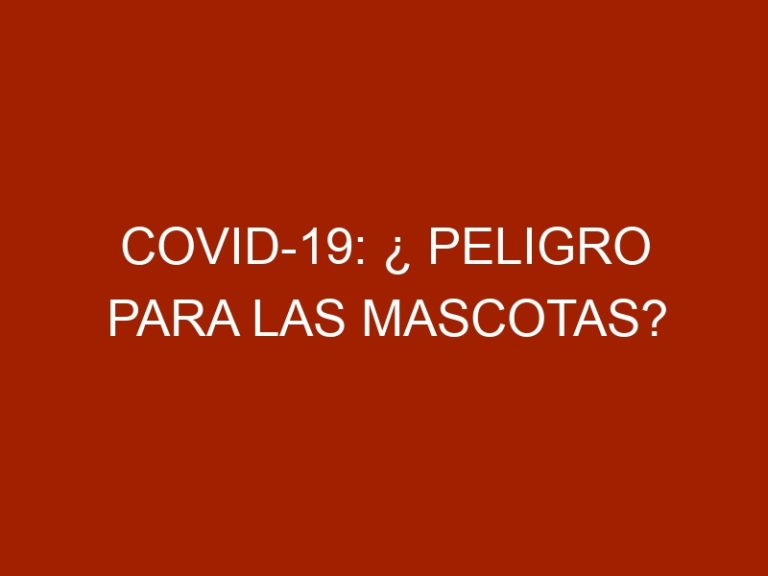 COVID-19: ¿ Peligro para las Mascotas?