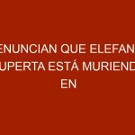 Denuncian que elefanta Ruperta está muriendo en zoológico de Caracas