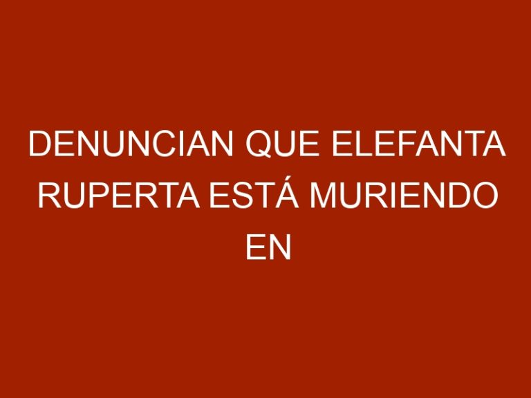 Denuncian que elefanta Ruperta está muriendo en zoológico de Caracas