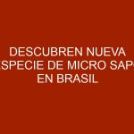 Descubren nueva especie de micro sapo en Brasil