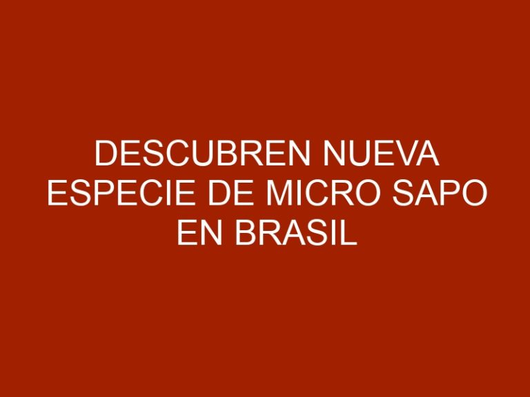 Descubren nueva especie de micro sapo en Brasil