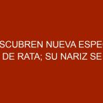 Descubren nueva especie de rata; su nariz se asemeja a la de un cerdo