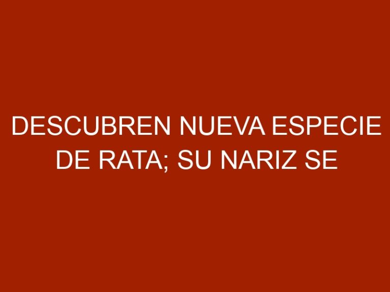 Descubren nueva especie de rata; su nariz se asemeja a la de un cerdo