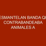 Desmantelan banda que contrabandeaba animales a Colombia