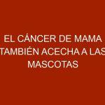 El cáncer de mama también acecha a las mascotas