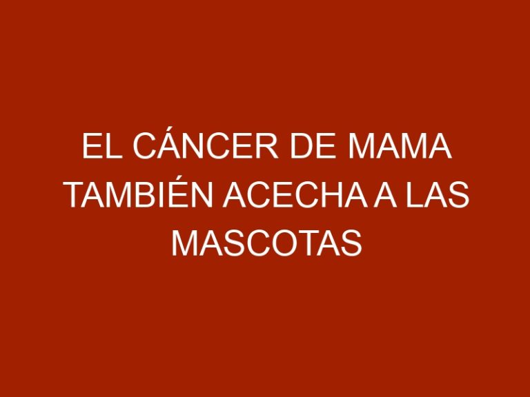 El cáncer de mama también acecha a las mascotas
