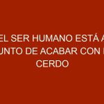 El ser humano está a punto de acabar con el cerdo