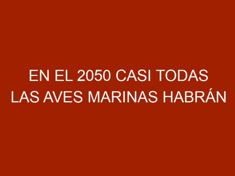En el 2050 casi todas las aves marinas habrán ingerido plástico