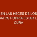 En las heces de los gatos podría estar la cura al cáncer