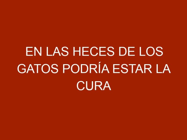 En las heces de los gatos podría estar la cura al cáncer