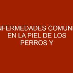 Enfermedades comunes en la piel de los perros y cómo prevenirlas