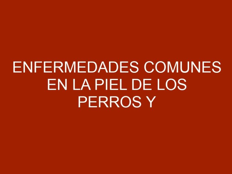 Enfermedades comunes en la piel de los perros y cómo prevenirlas