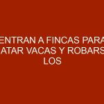 Entran a fincas para matar vacas y robarse los cortes de primera y segunda