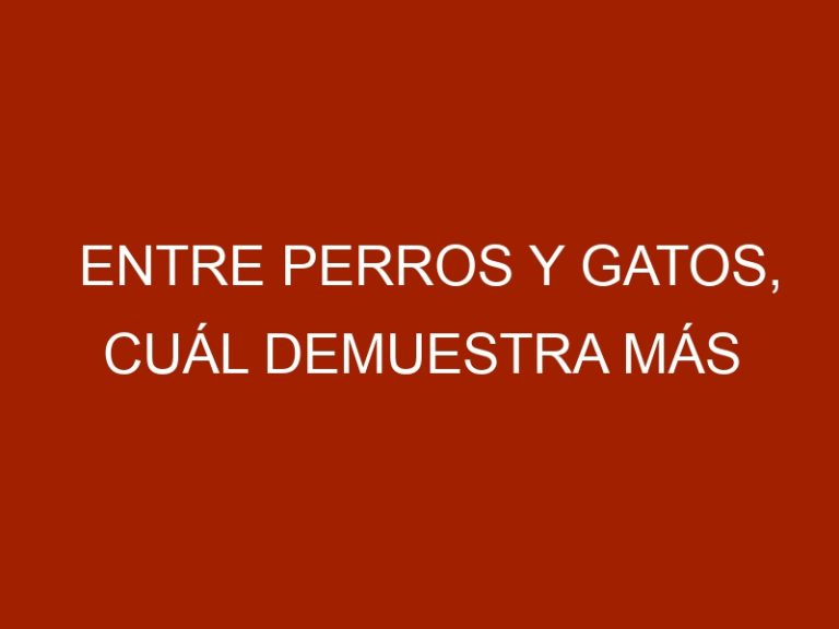 Entre perros y gatos, cuál demuestra más aprecio por su dueño