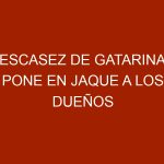Escasez de gatarina pone en jaque a los dueños de gatos