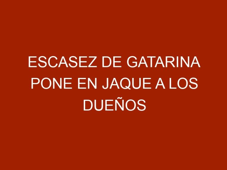 Escasez de gatarina pone en jaque a los dueños de gatos