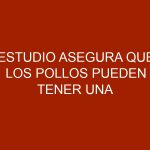 Estudio asegura que los pollos pueden tener una inteligencia "maquiavelica"