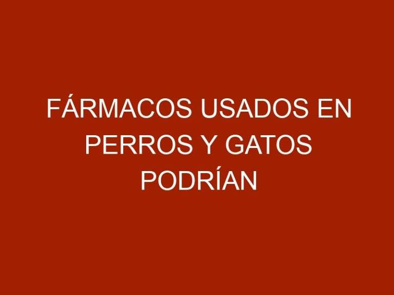 Fármacos usados en perros y gatos podrían controlar Malaria y Zika