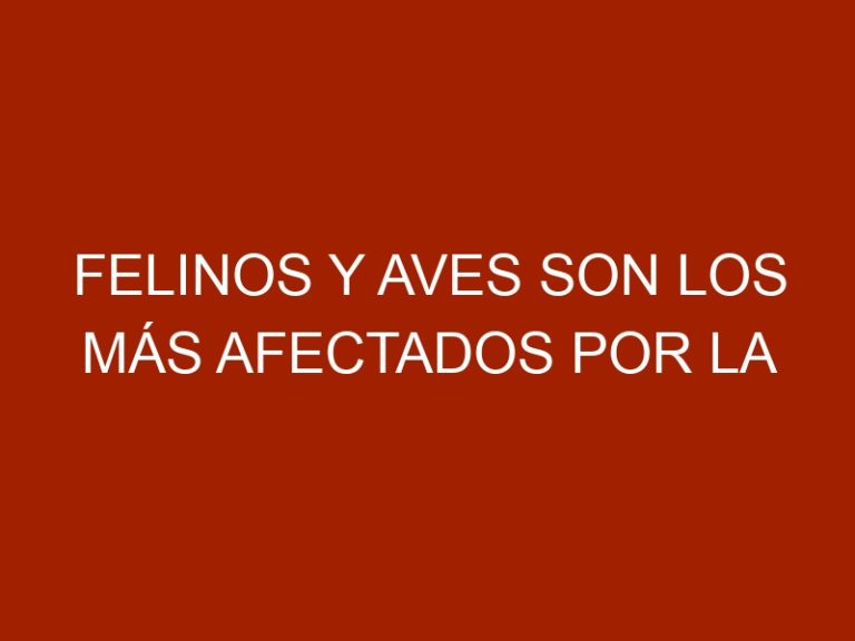 Felinos y aves son los más afectados por la falta de alimentos en Parque del Este