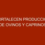 Fortalecen producción de ovinos y caprinos