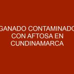 Ganado contaminado con aftosa en Cundinamarca vendría de Venezuela