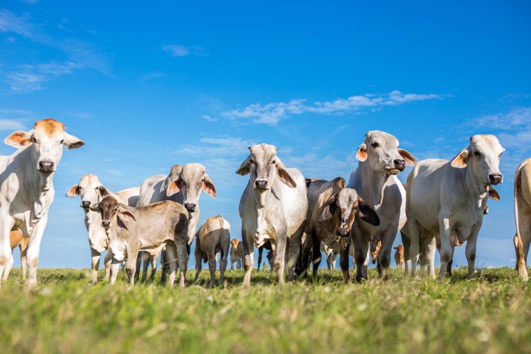 El Colegio Veterinario de Apure Expresa su Opinión sobre el Sacrificio de Hembras Bovinas y Bufalinas en Gestación