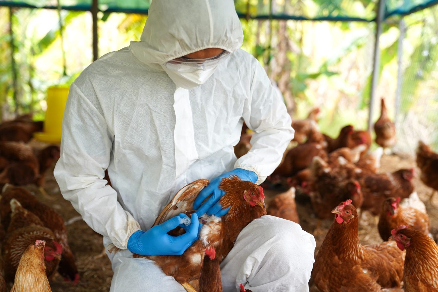 Influenza Aviar en Colombia