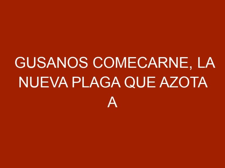 Gusanos comecarne, la nueva plaga que azota a humanos y animales en Florida
