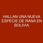Hallan una nueva especie de rana en Bolivia